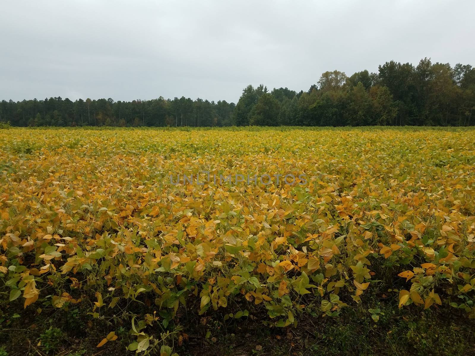 green and yellow soybean crops field or farm