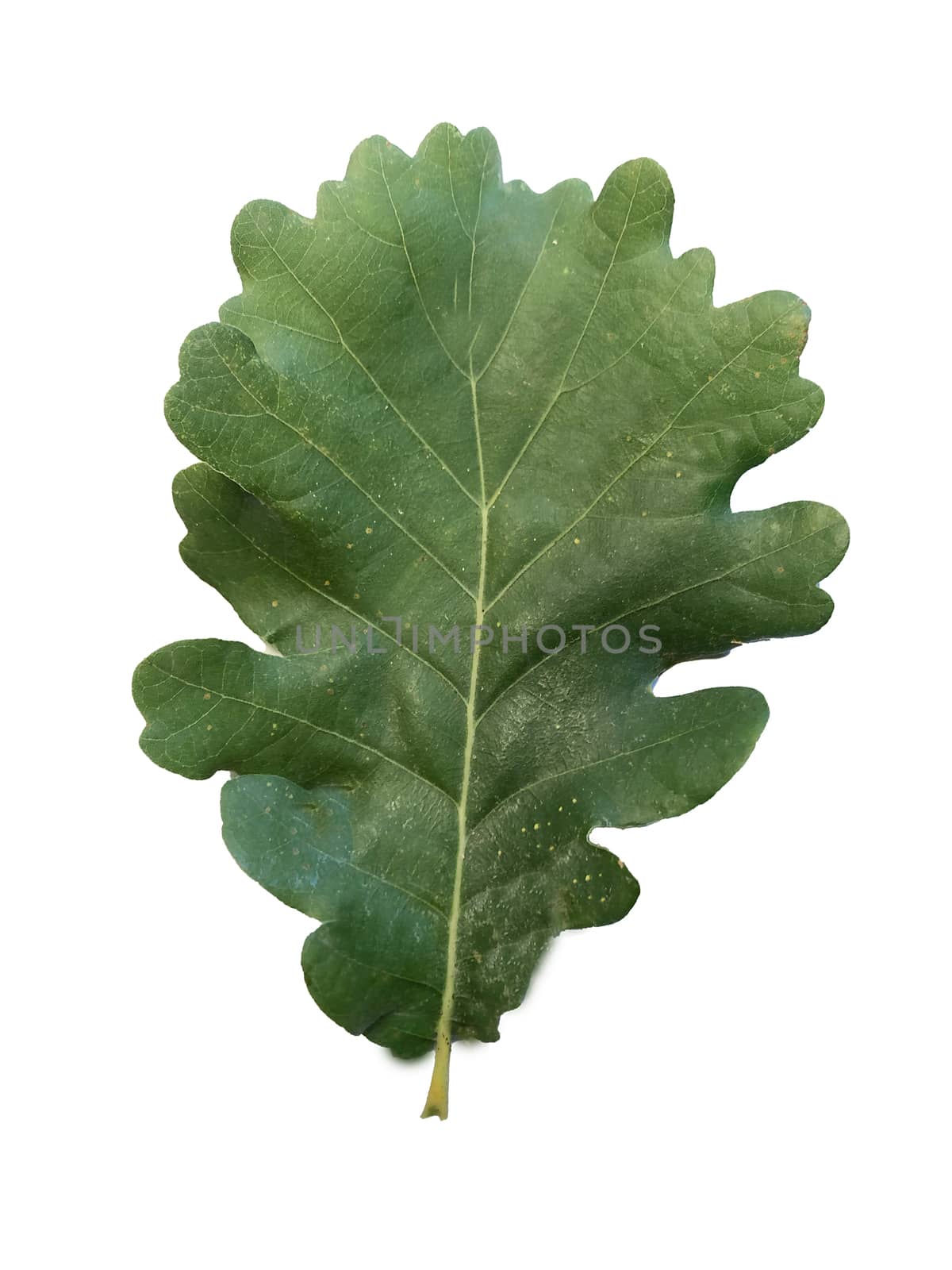 Close-up of a green oak leaf on a white background.Texture or background