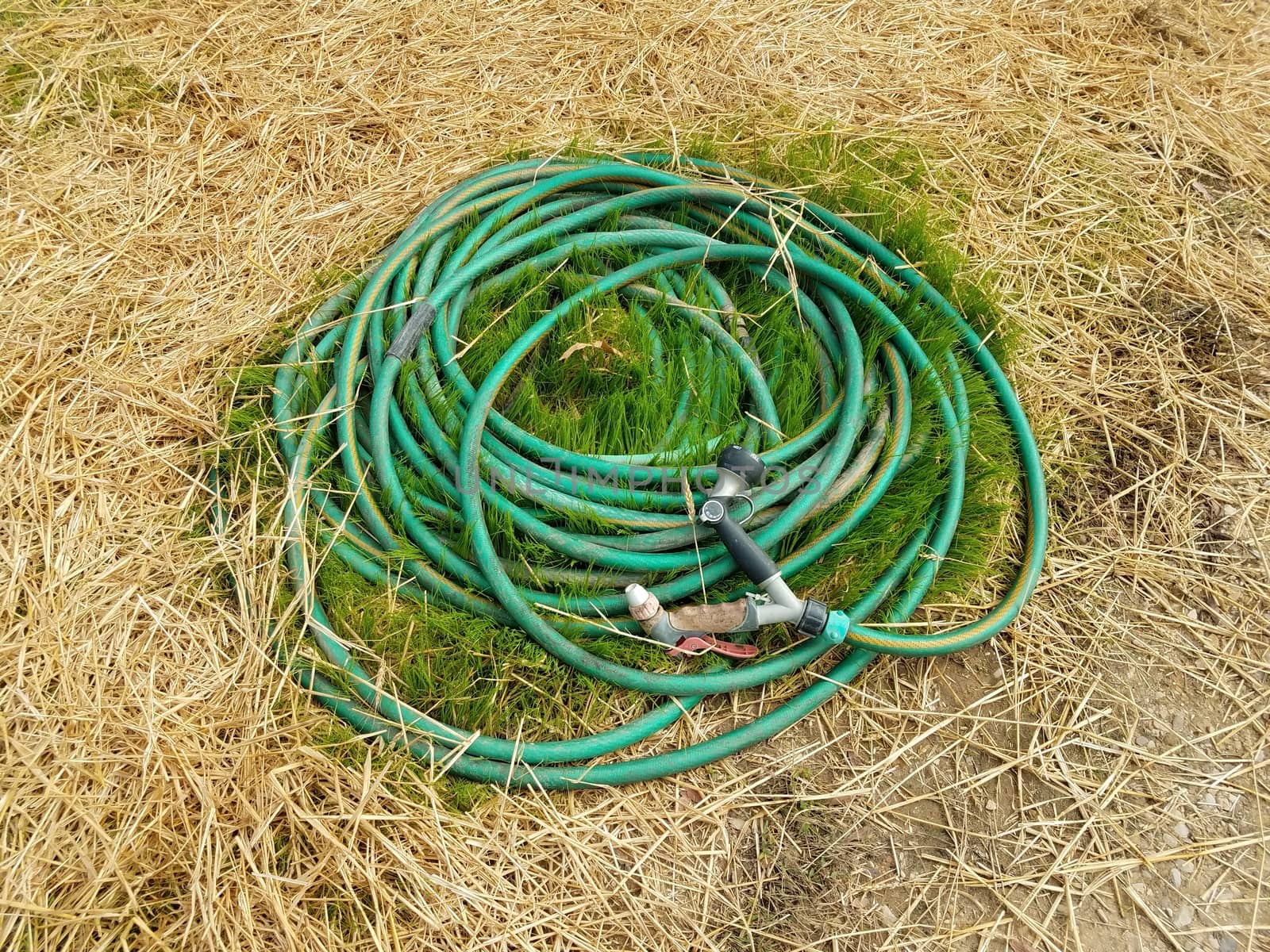 green garden hose on grass and straw by stockphotofan1