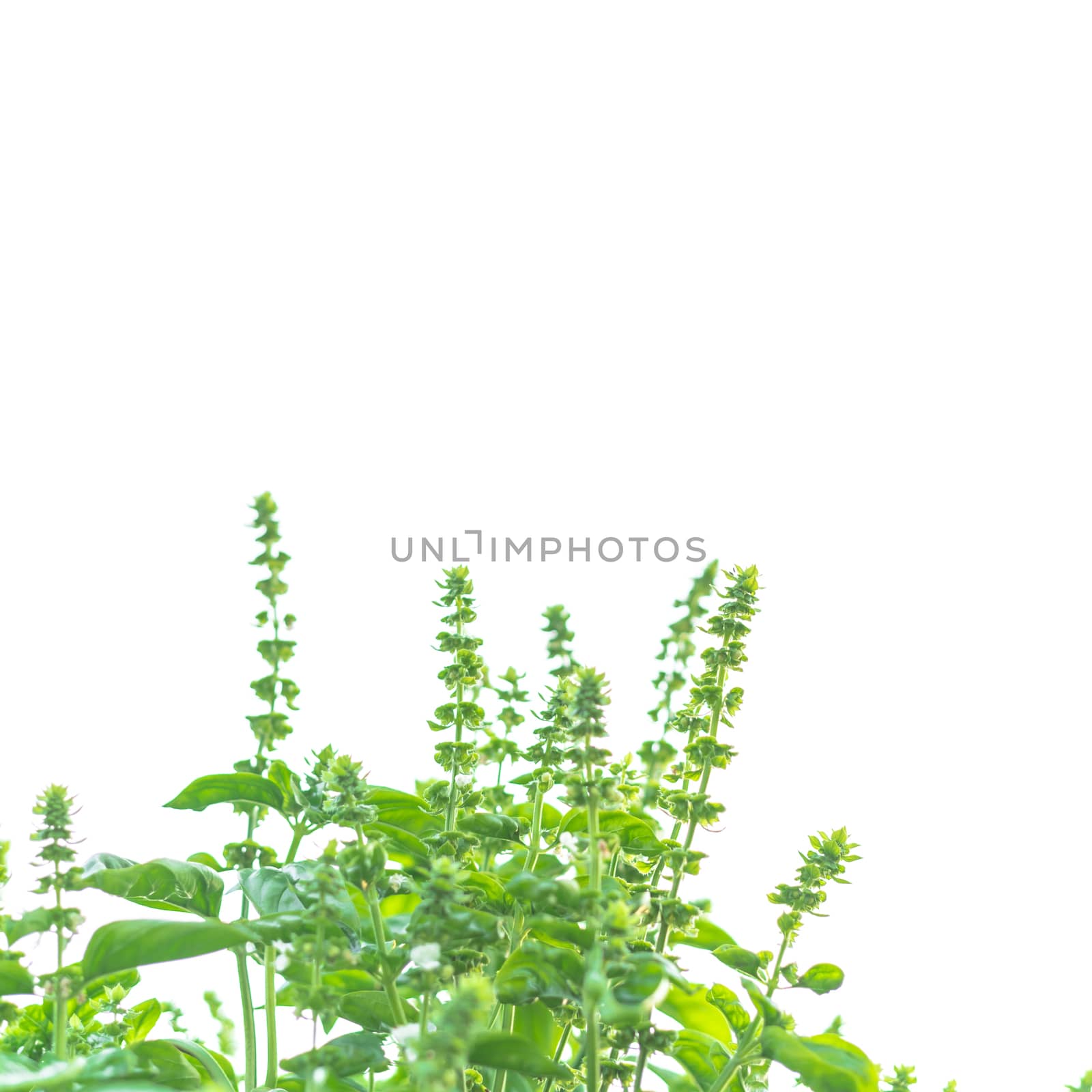 Low angle view of blossom sweet basil flowers isolated on white background. Blooming homegrown Lamiaceae culinary herb at organic backyard garden in Texas, America