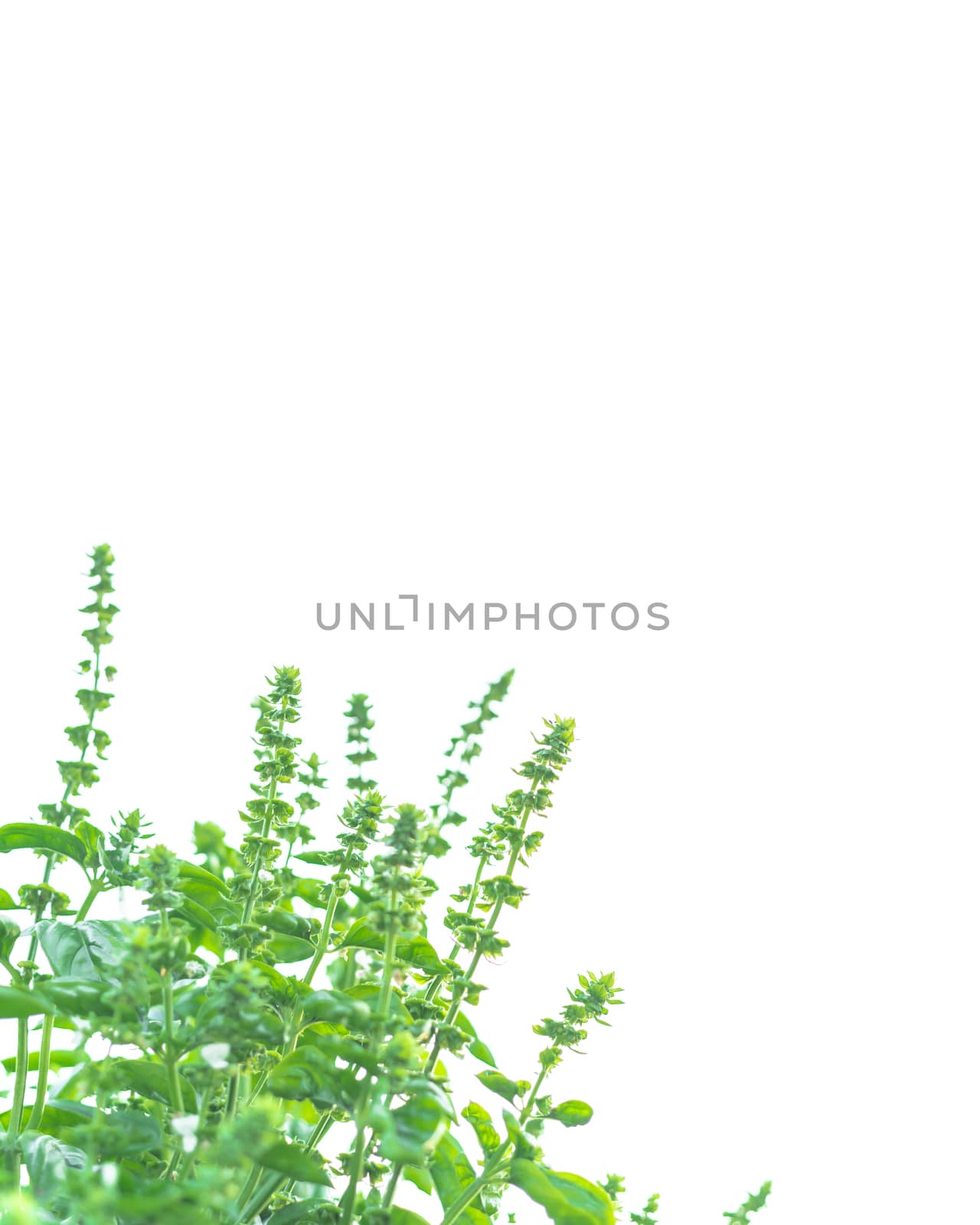 Upward view of blossom sweet basil flowers isolated on white background by trongnguyen