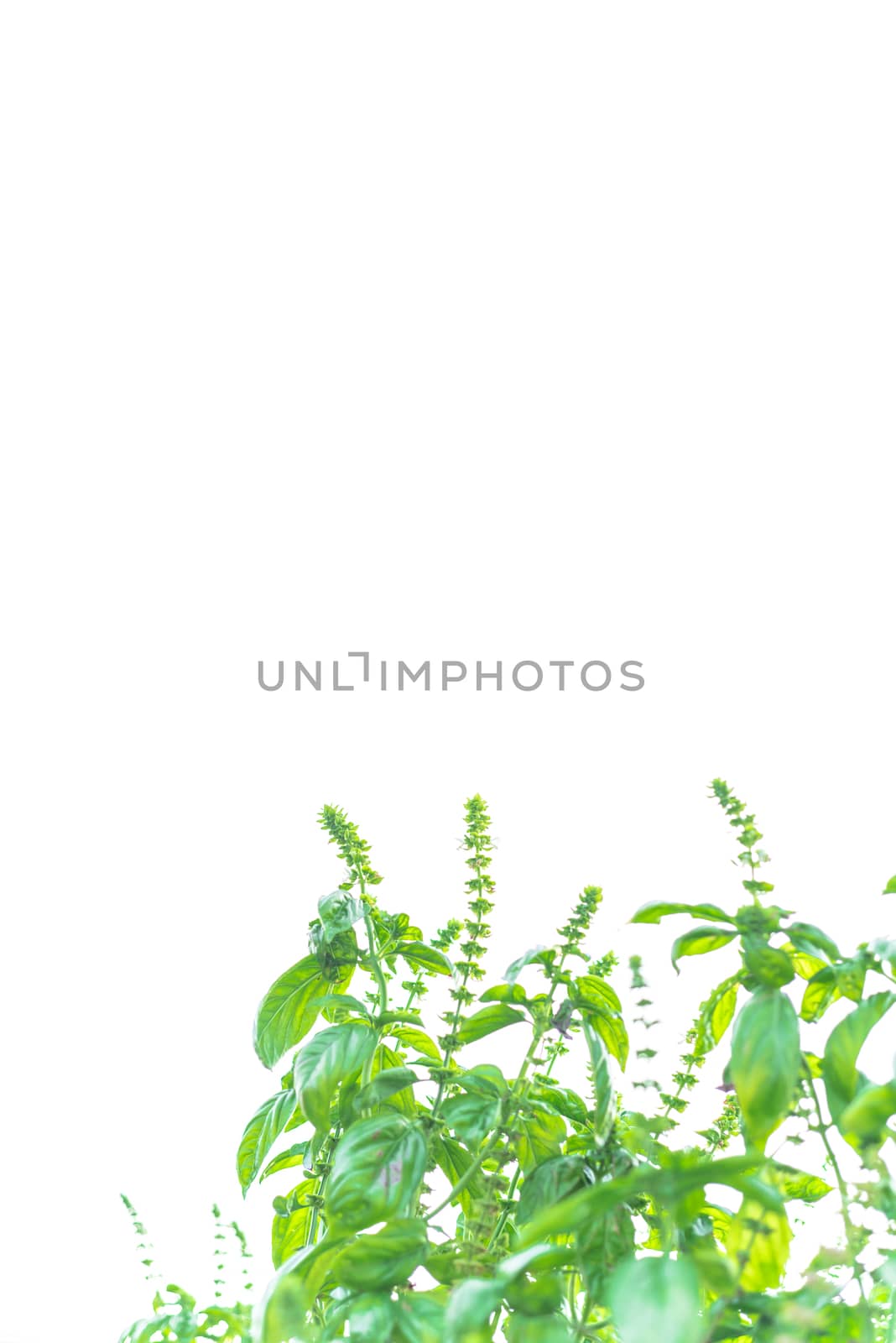 Upward view of blossom sweet basil flowers isolated on white background by trongnguyen