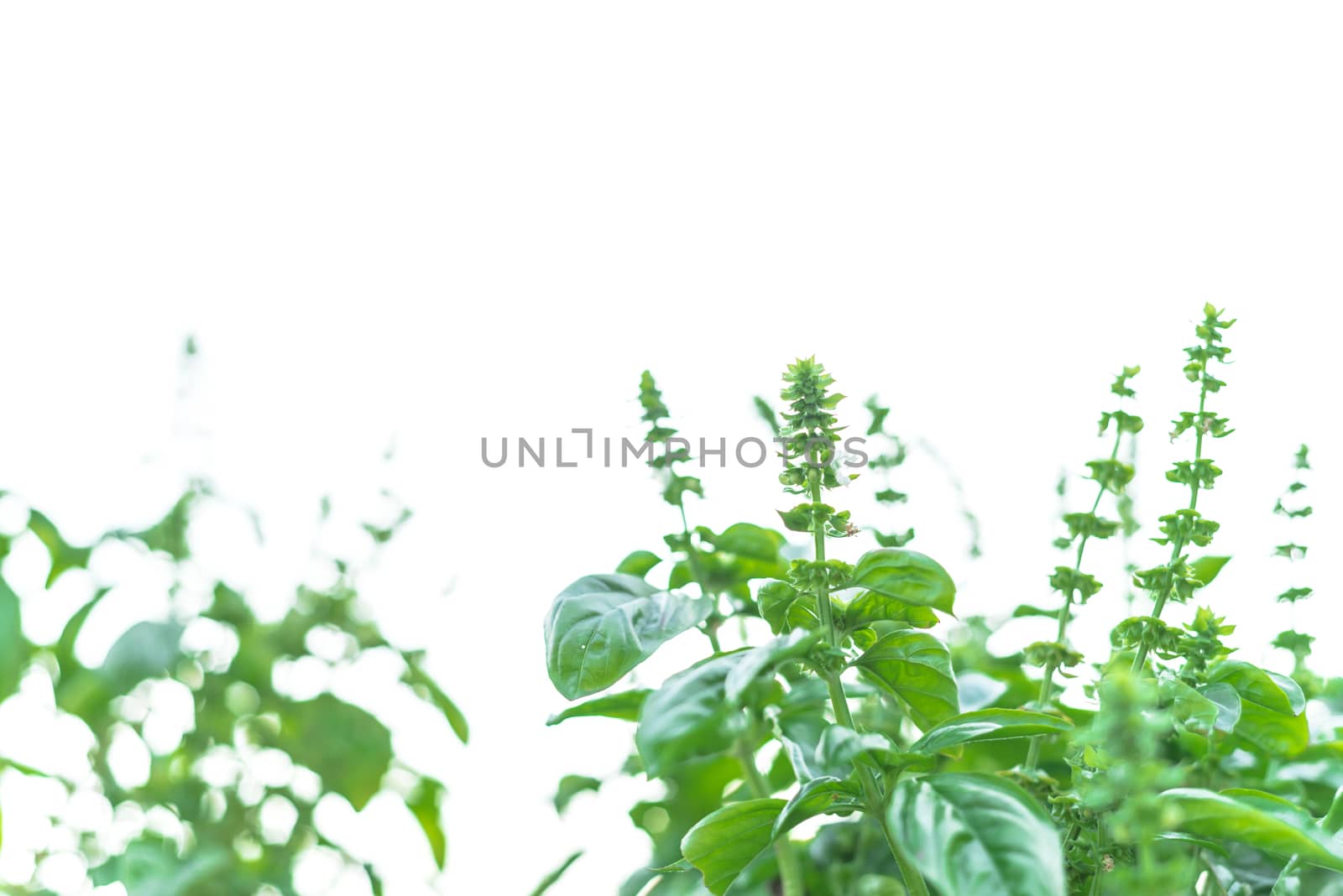 Homegrown flowering sweet basil plants isolated on white background by trongnguyen