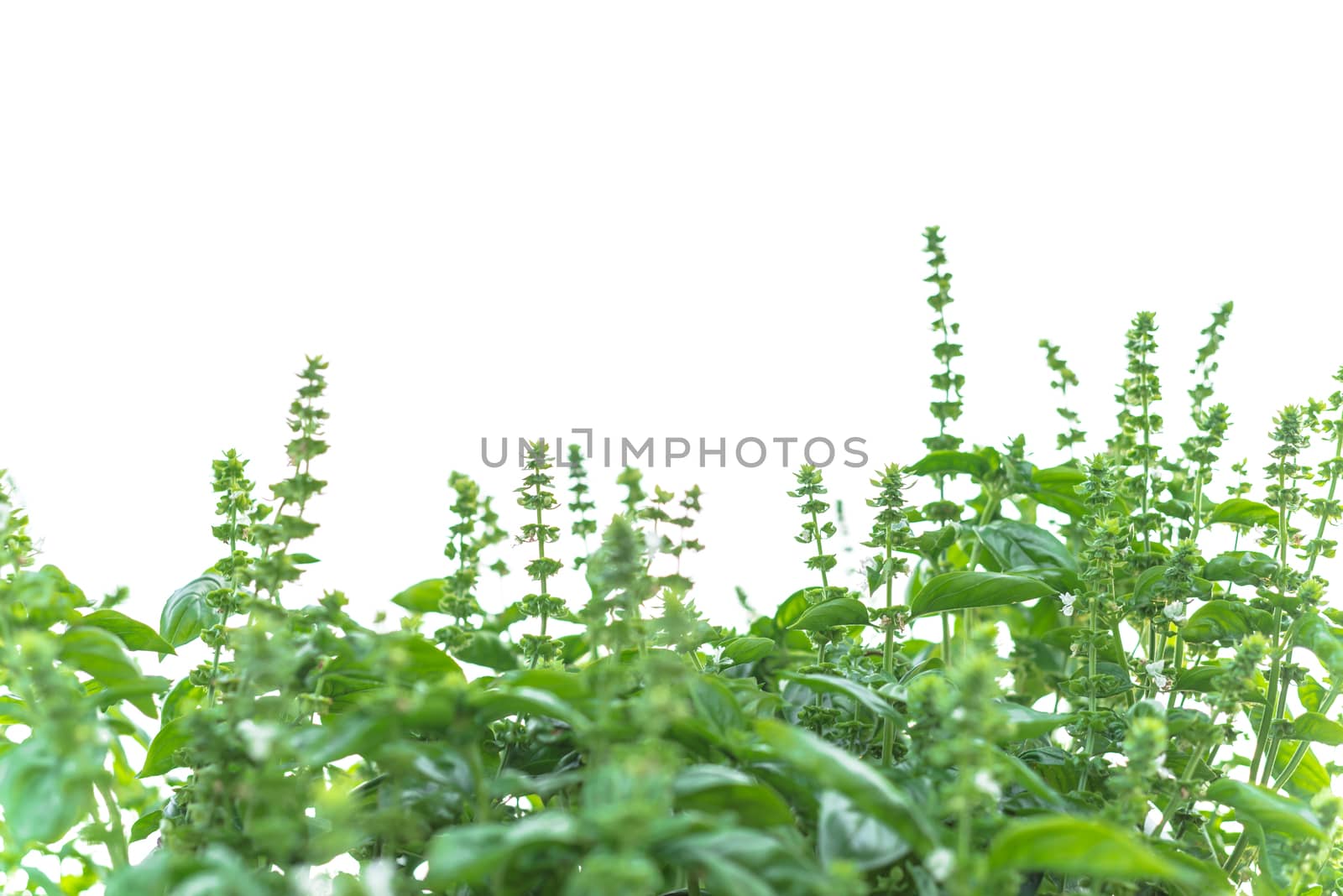 Large bush of sweet basil plants with blooming flowers isolated on white background. Blossom homegrown Lamiaceae culinary herb at organic backyard garden in Texas, America