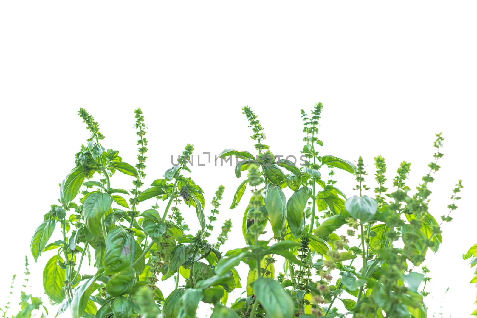 Flowering sweet basil plants isolated on white background. Blooming homegrown Lamiaceae culinary herb at organic backyard garden in Texas, America