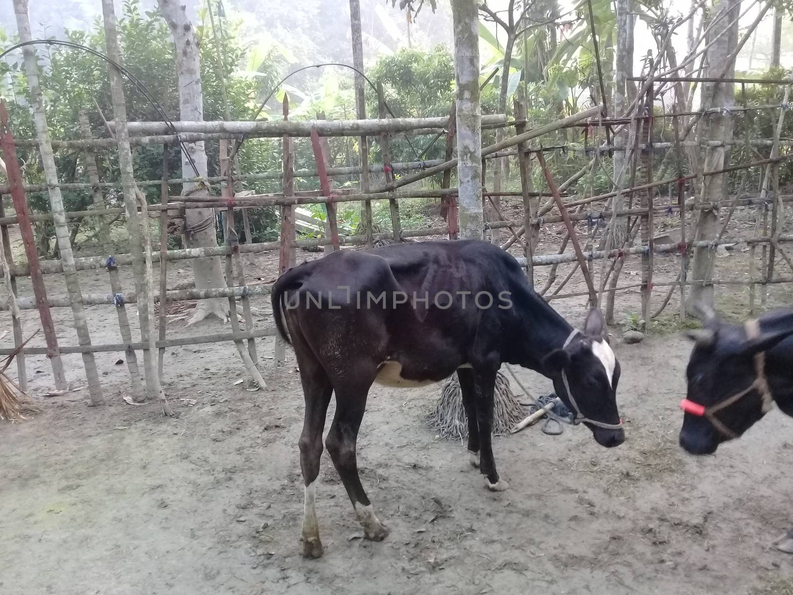 Black Colored Cow Closeup on Farm