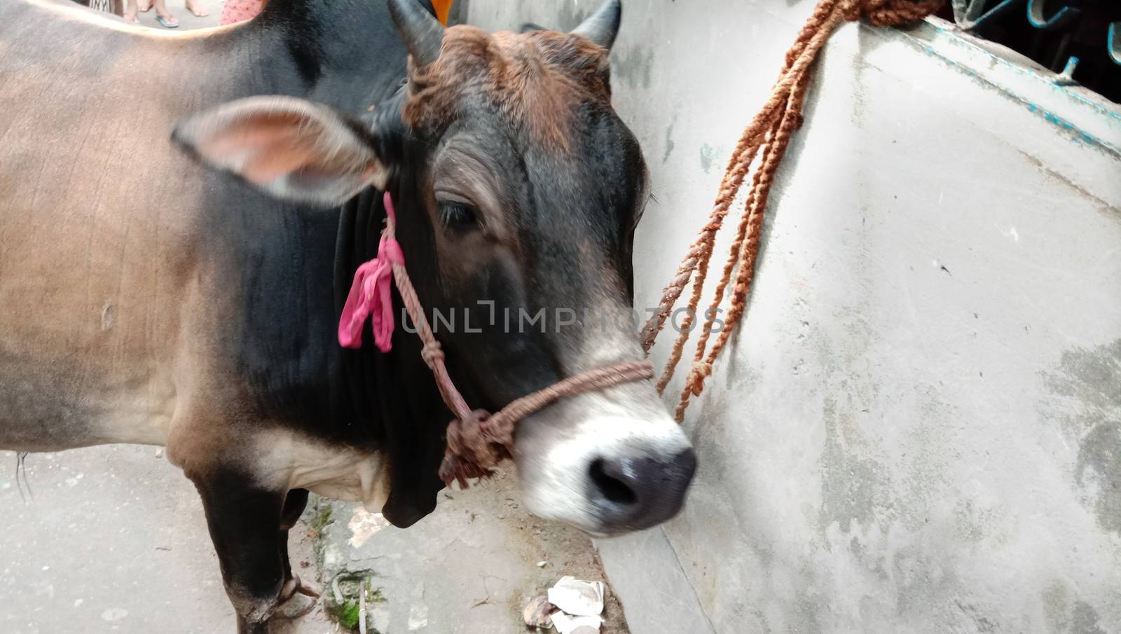 Black Colored Cow Closeup on Farm