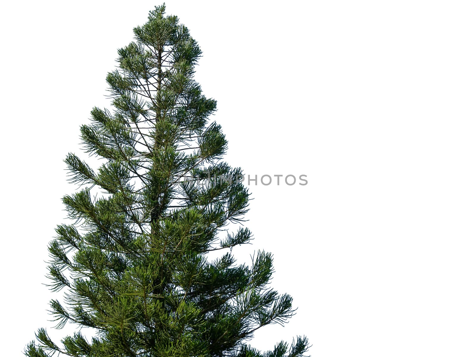 Coniferous bushes are separated from a white background. Christmas day concept.