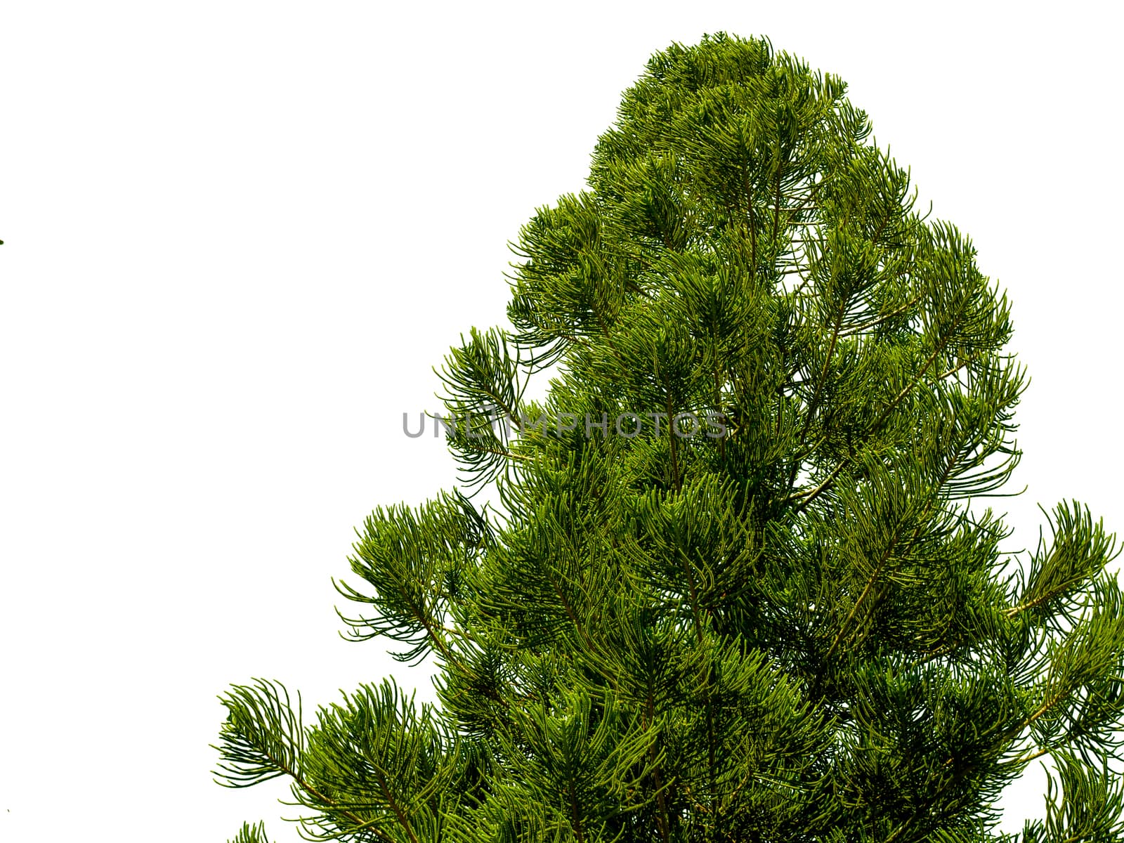 Coniferous bushes are separated from a white background. Christmas day concept.