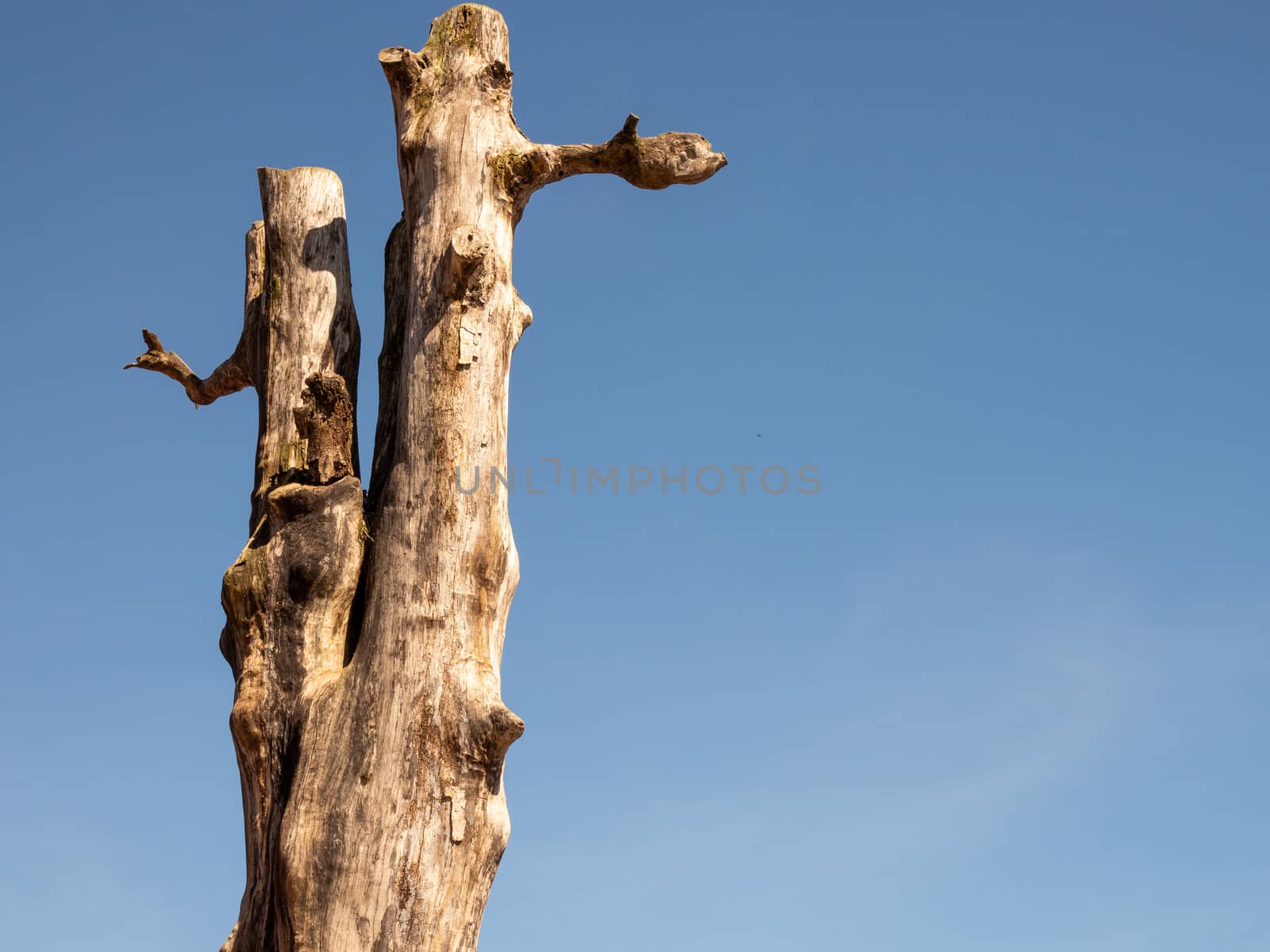 The dead trees stand against a bright blue sky background.