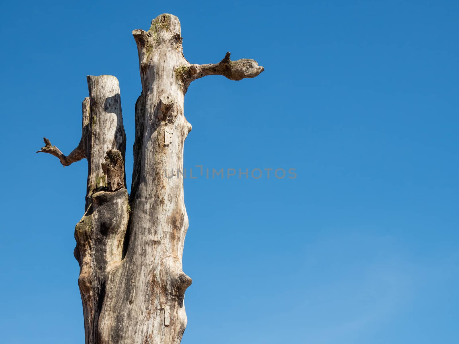 The dead trees stand against a bright blue sky background. by Unimages2527