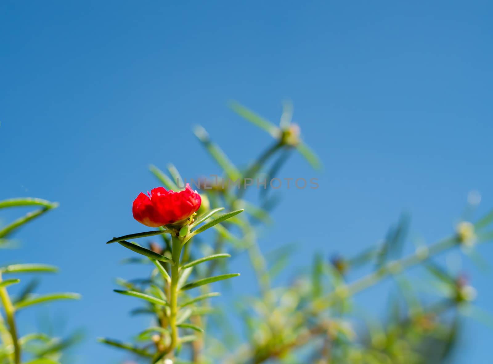 A red flower bush with green leaves on a bright blue sky background.