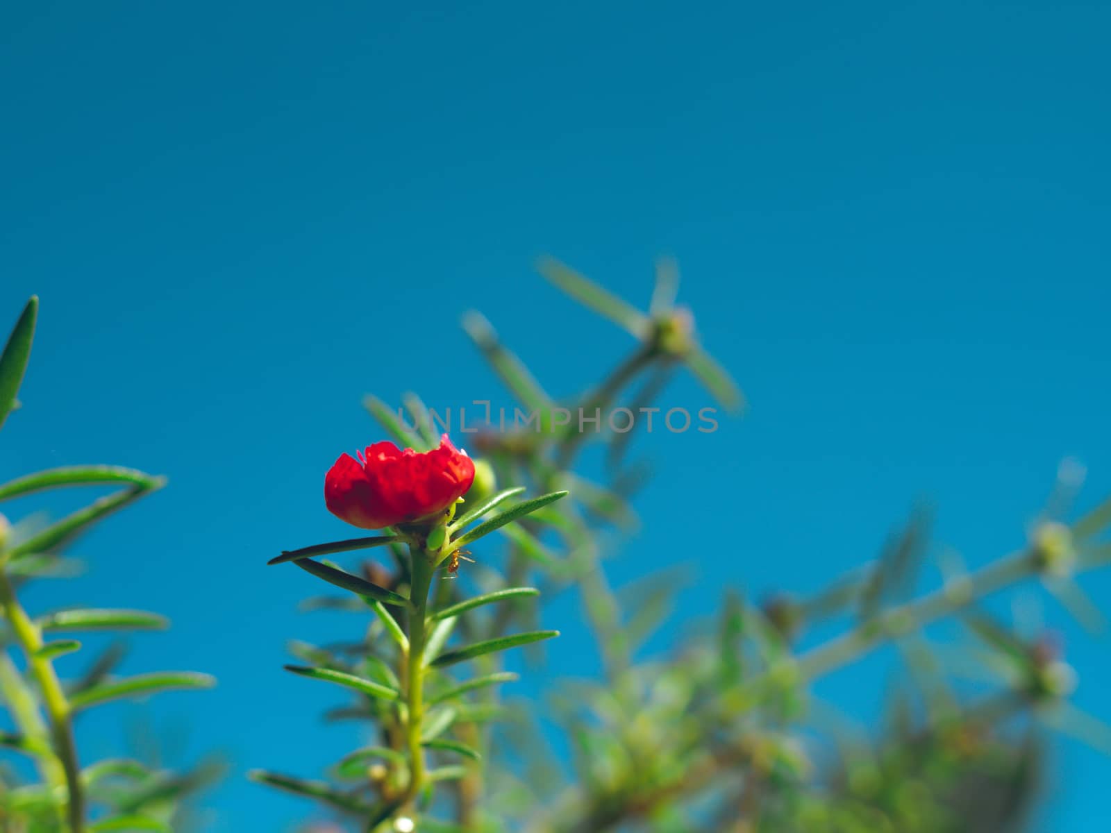 Red flower bush with green leaves on a dark blue sky background. by Unimages2527