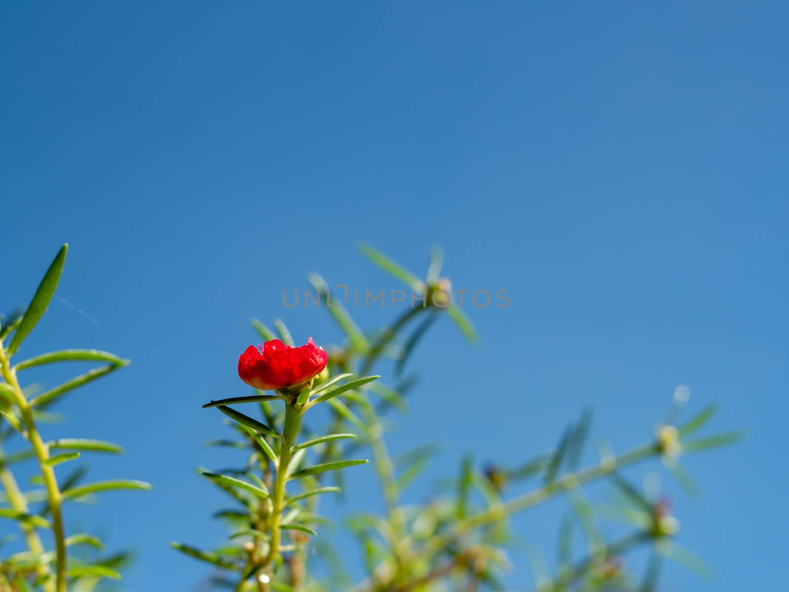 Red flower bush with green leaves on a blue sky background. by Unimages2527