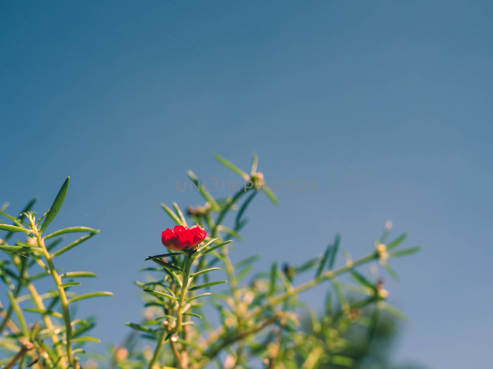 Red flower bush with green leaves on a blue sky background. by Unimages2527