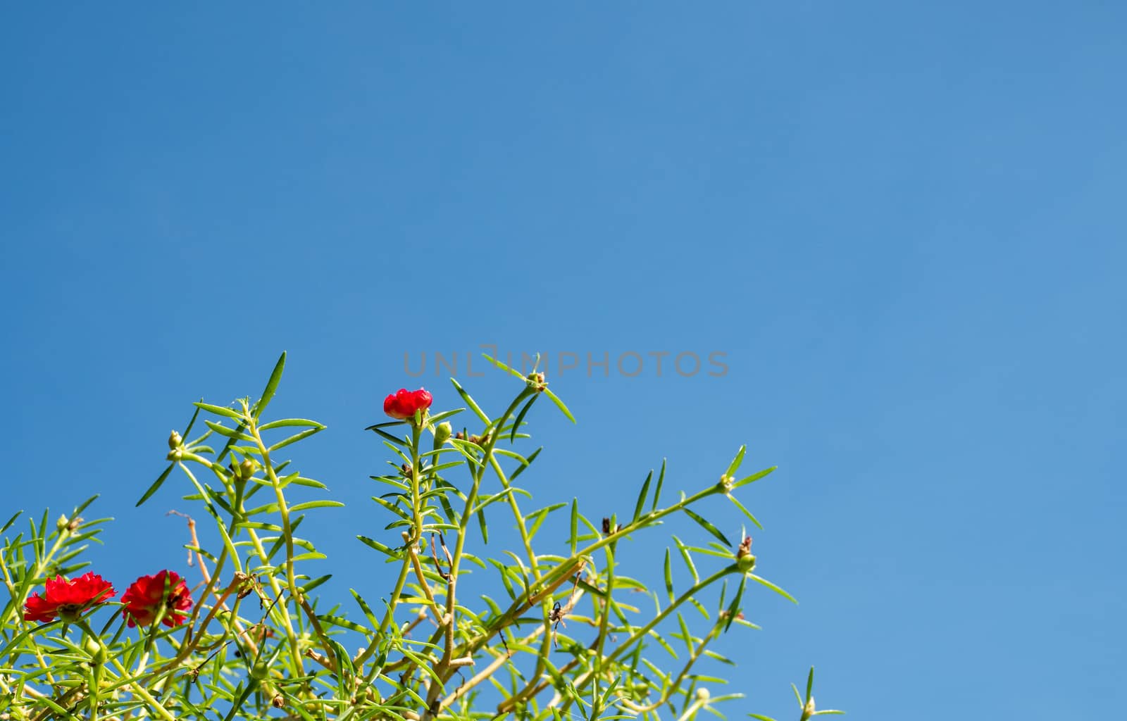 Red flower bush with green leaves on a blue sky background.