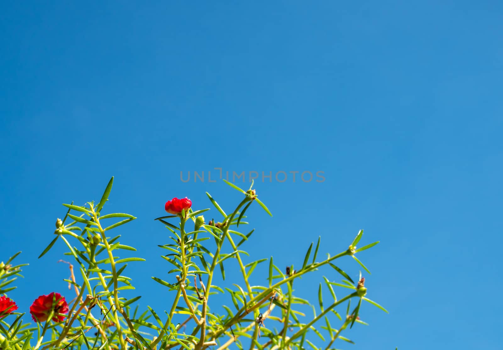 Red flower bush with green leaves on a blue sky background.