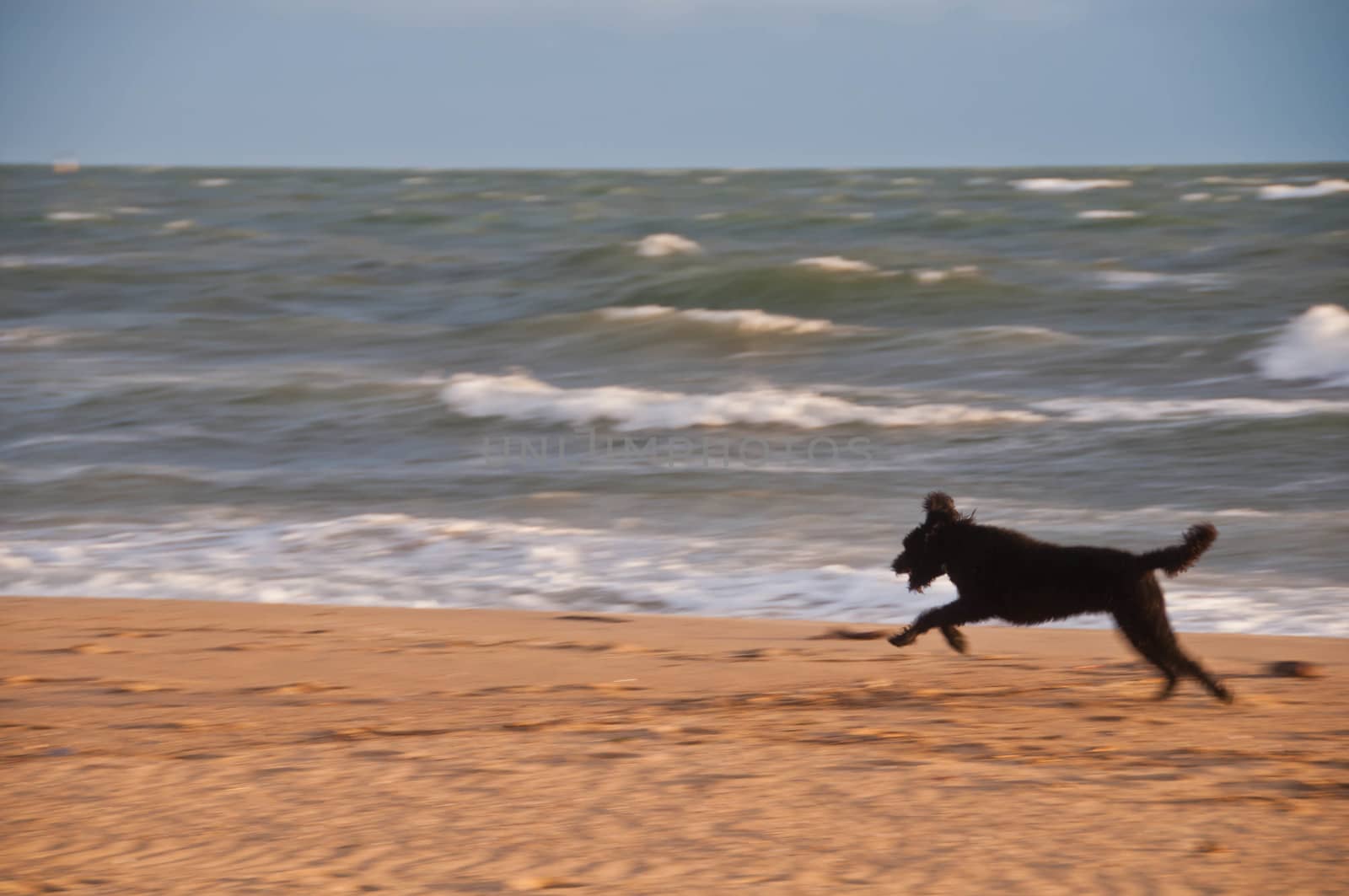 Black dog is rushing enjoying running happily on golden sand beach in the afternoon