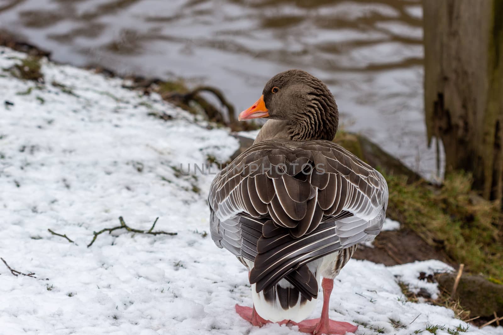 Close-up of a duck on the banks of the Glan river in Meisenheim, Germany