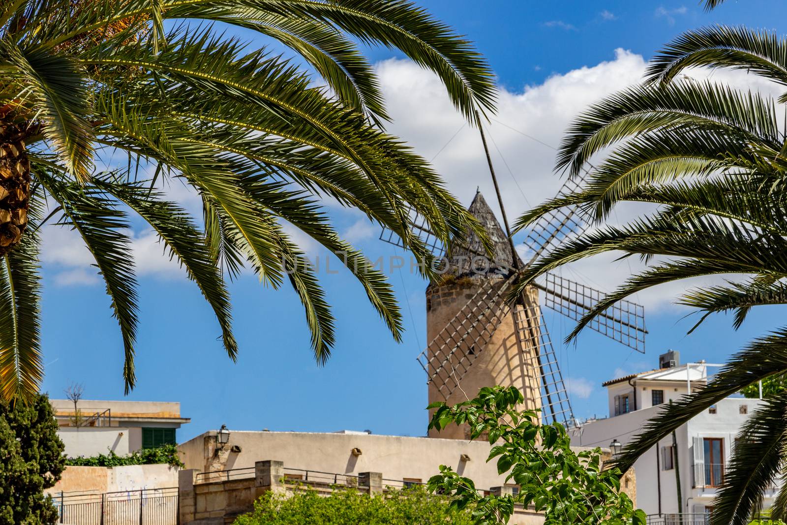 Windmill in Palma de Mallorca, Spain by reinerc