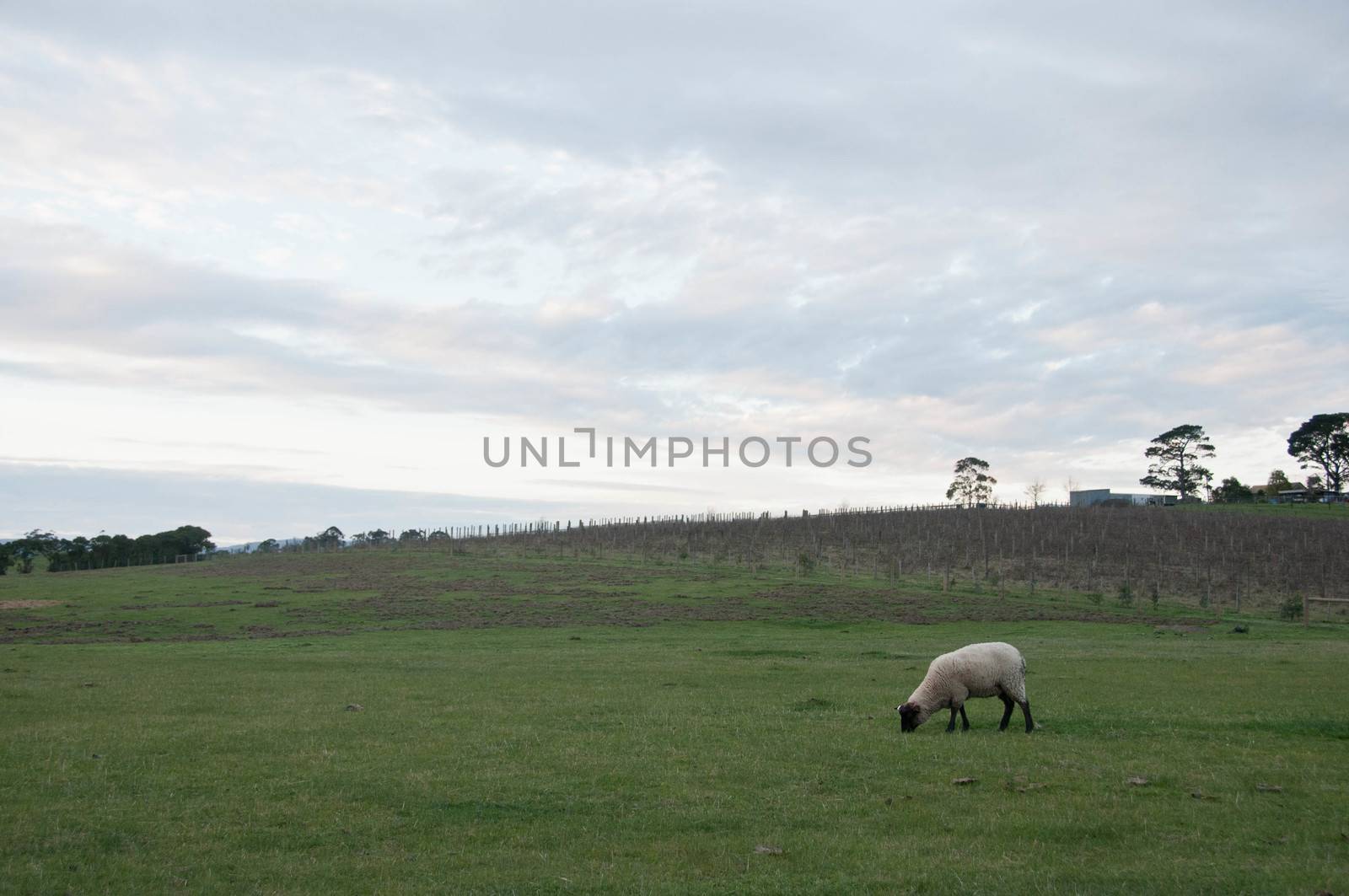 White fluffy wild sheep walk and eat green grass in country lush by eyeofpaul