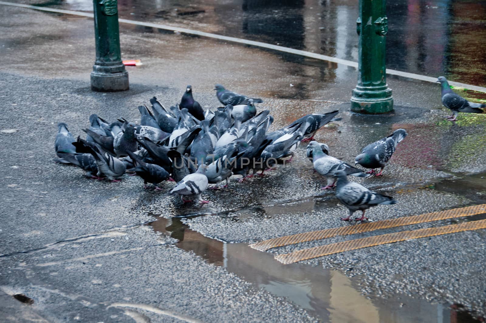 Group of Pigeons eating bird food on a street in rainy day in ci by eyeofpaul