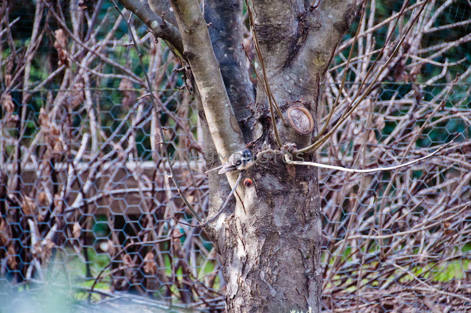 Brown grey wild bird fly to land on oak tree
