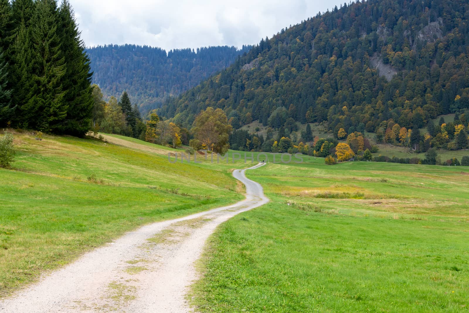 Landscape with green meadow, multi colored trees, mountain range with forest nearby Menzenschwand, Black Forest, Germany