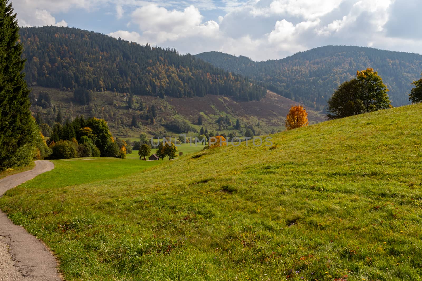 Landscape with green meadow, multi colored trees, mountain range by reinerc