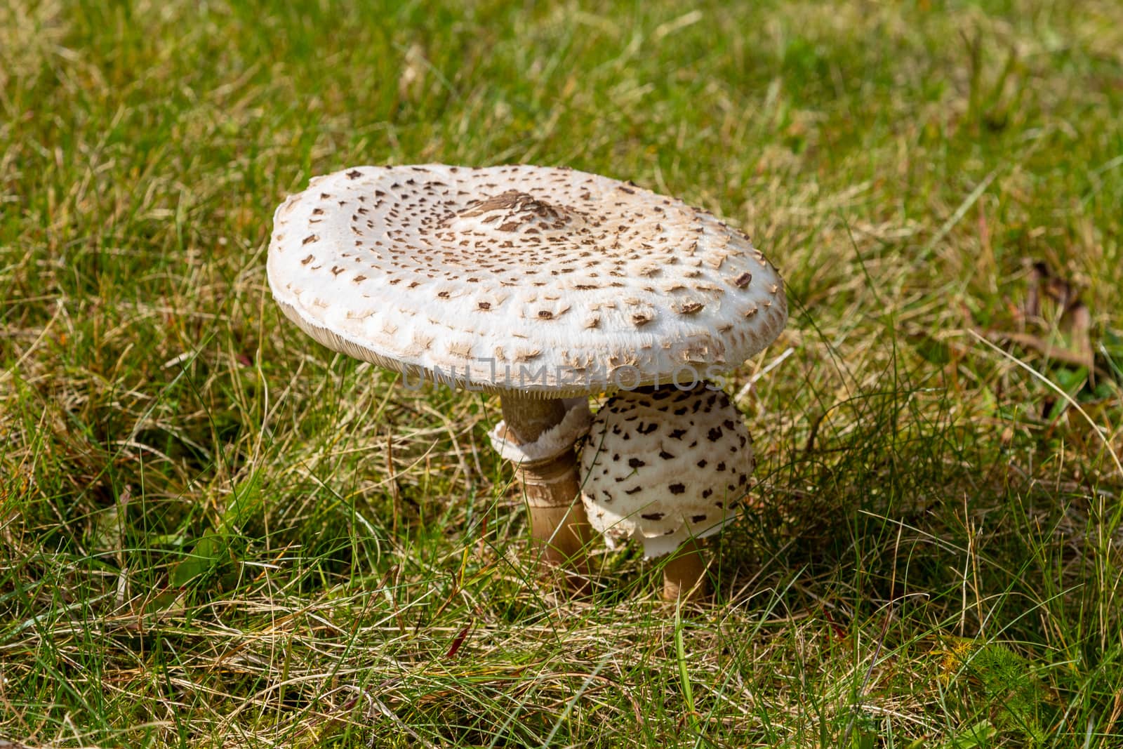 Close-up of small and big Parasol mushroom on a green meadow nea by reinerc