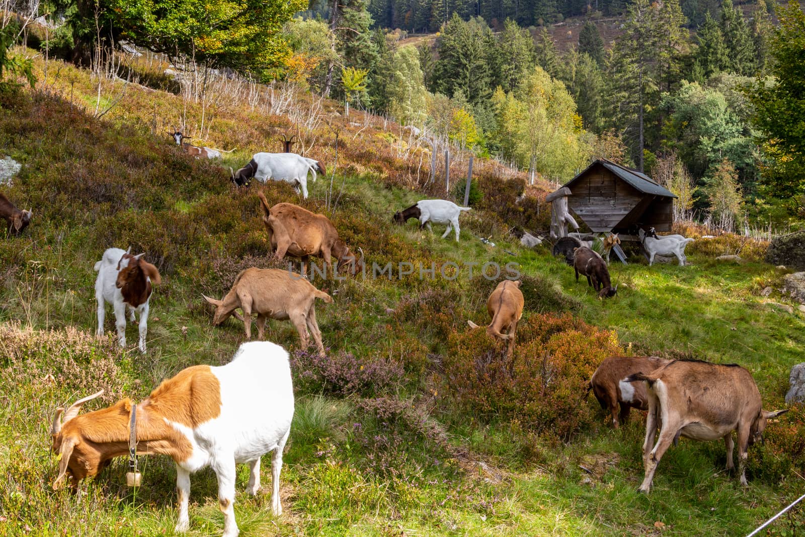 Grazing herd of goats  on a multi colored hill nearby Menzenschwand, Germany by reinerc