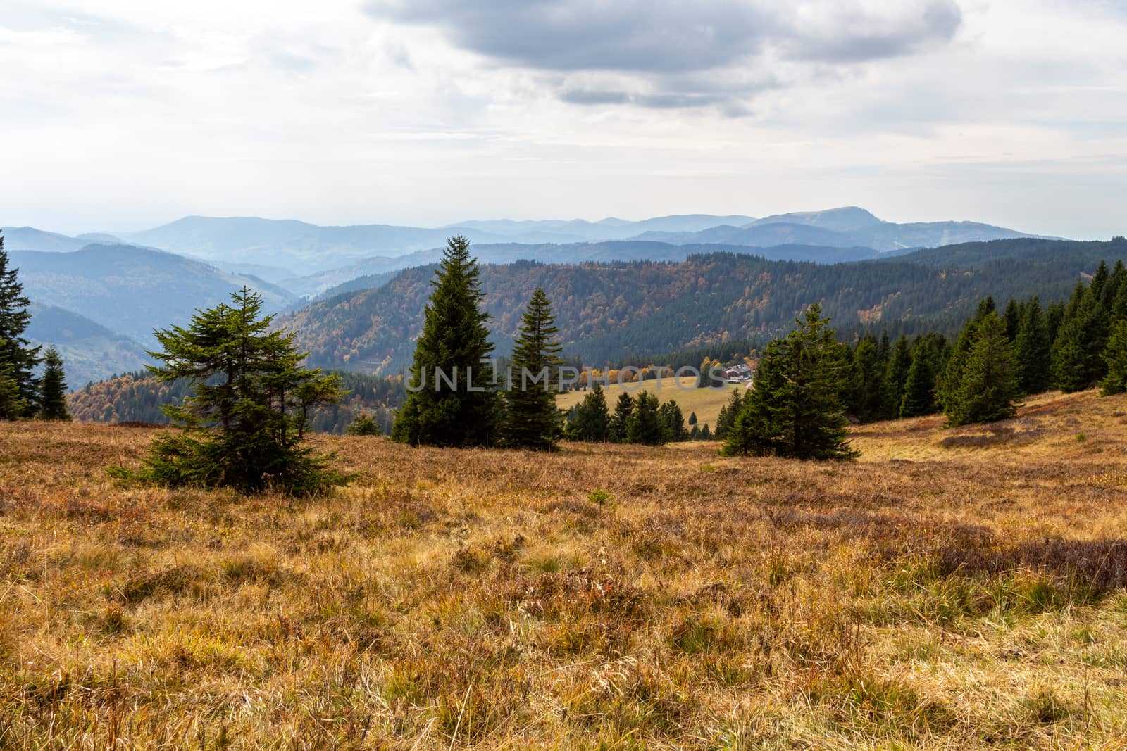 Landscape on the summit of the Feldberg, Black Forest, Germany