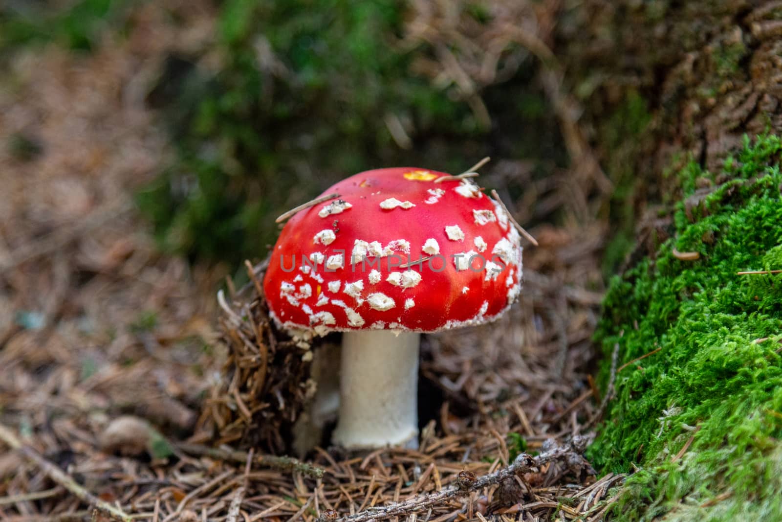 Close-up of fly agaric - toadstool - mushroom on a trail nearby  by reinerc