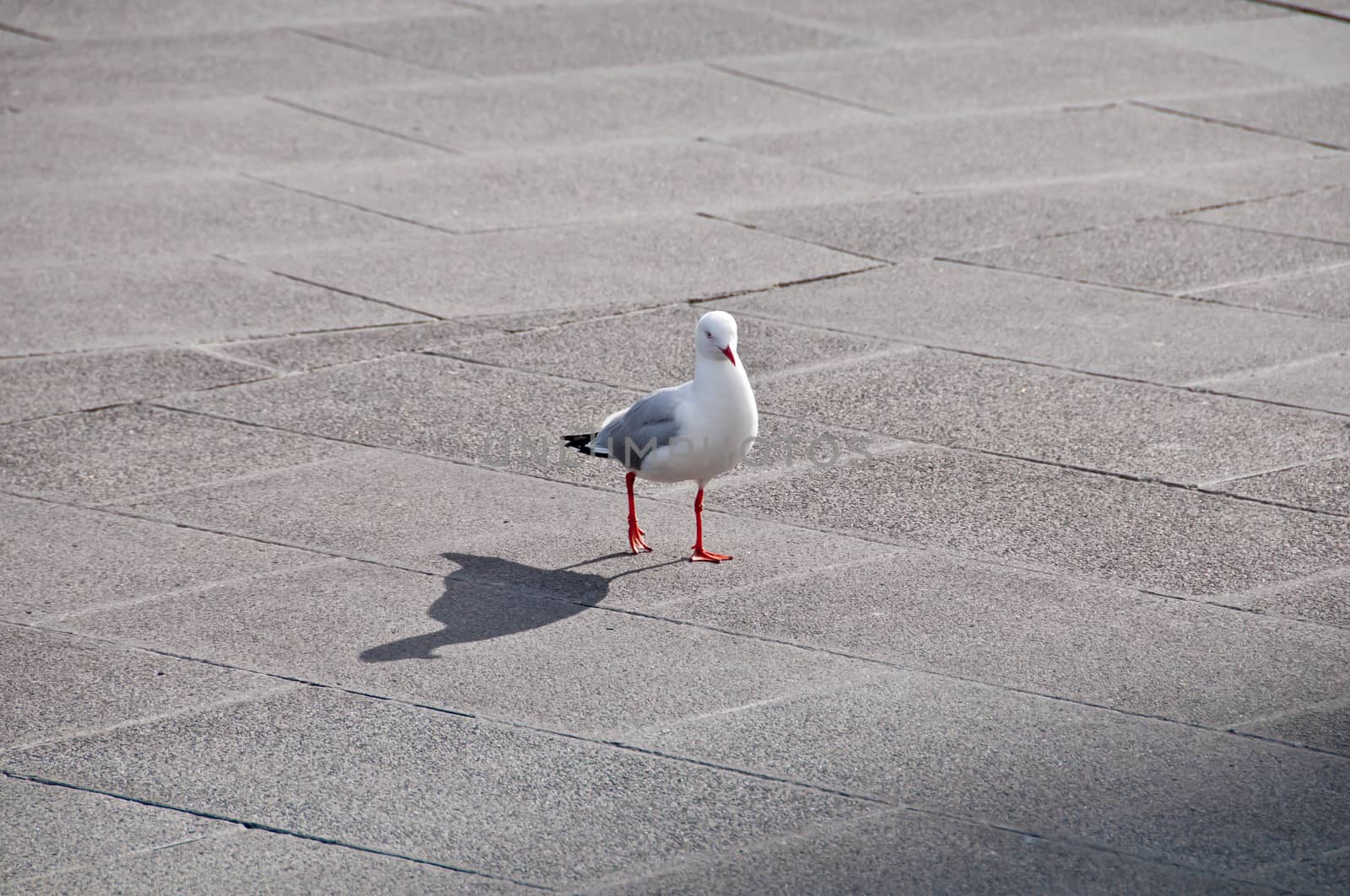 Seagull bird gracefully walking on a concrete pavement in the af by eyeofpaul