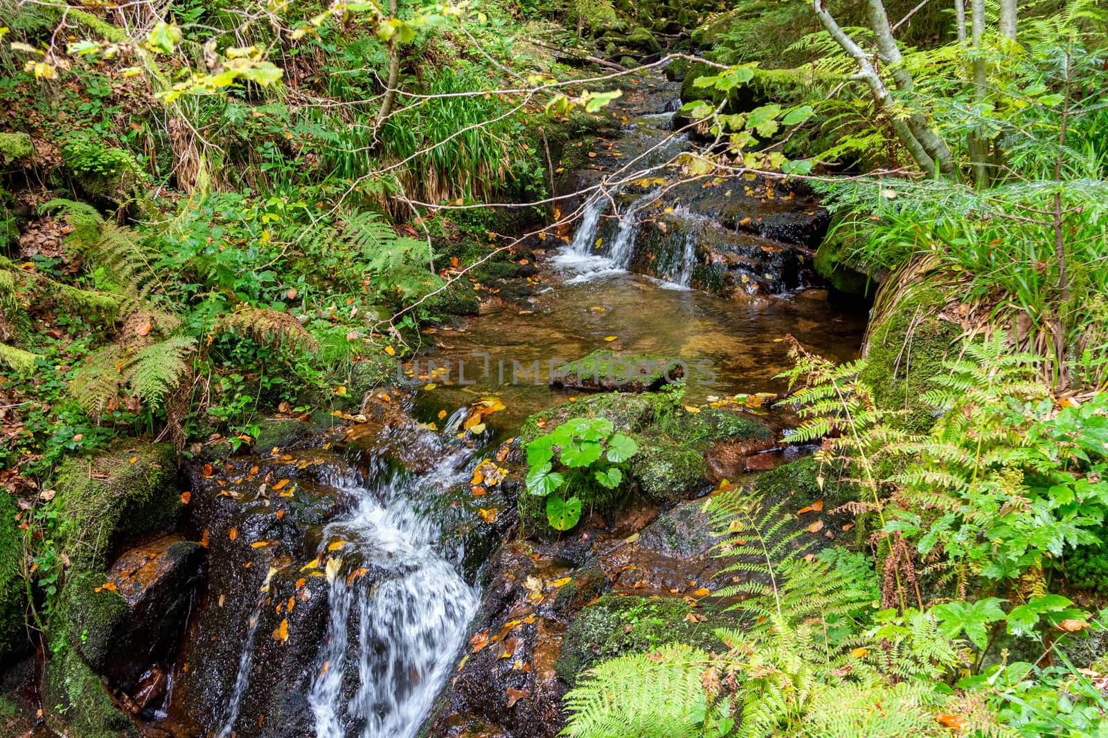 Stream and waterfall along a trail nearby St. Blasien by reinerc