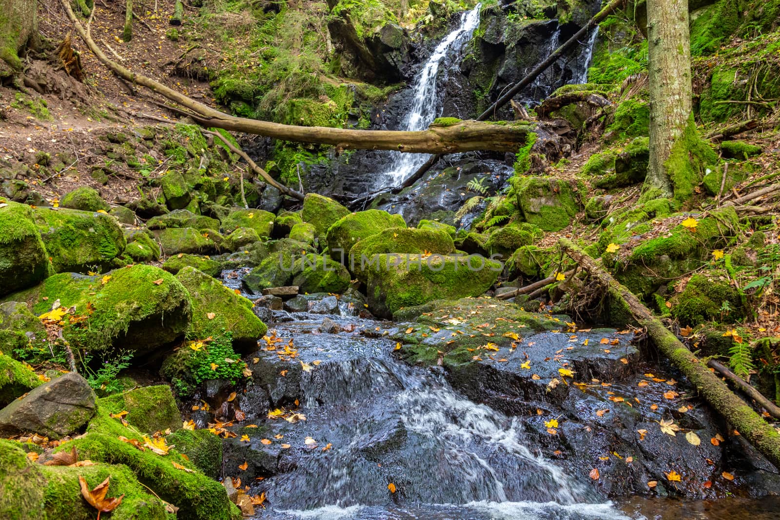Stream and waterfall along a trail nearby St. Blasien, Black Forest