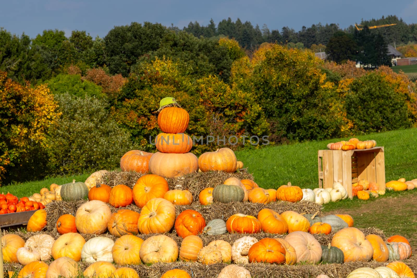 Pumpkins of different colors piled up on a meadow in the black forest