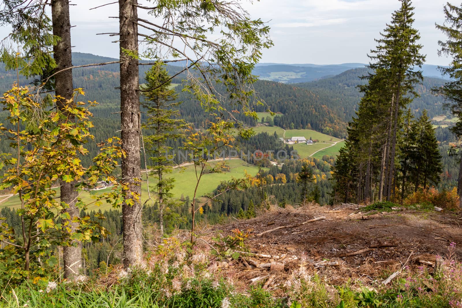 Scenic view at landscape nearby Feldberg, Black Forest in autumn by reinerc