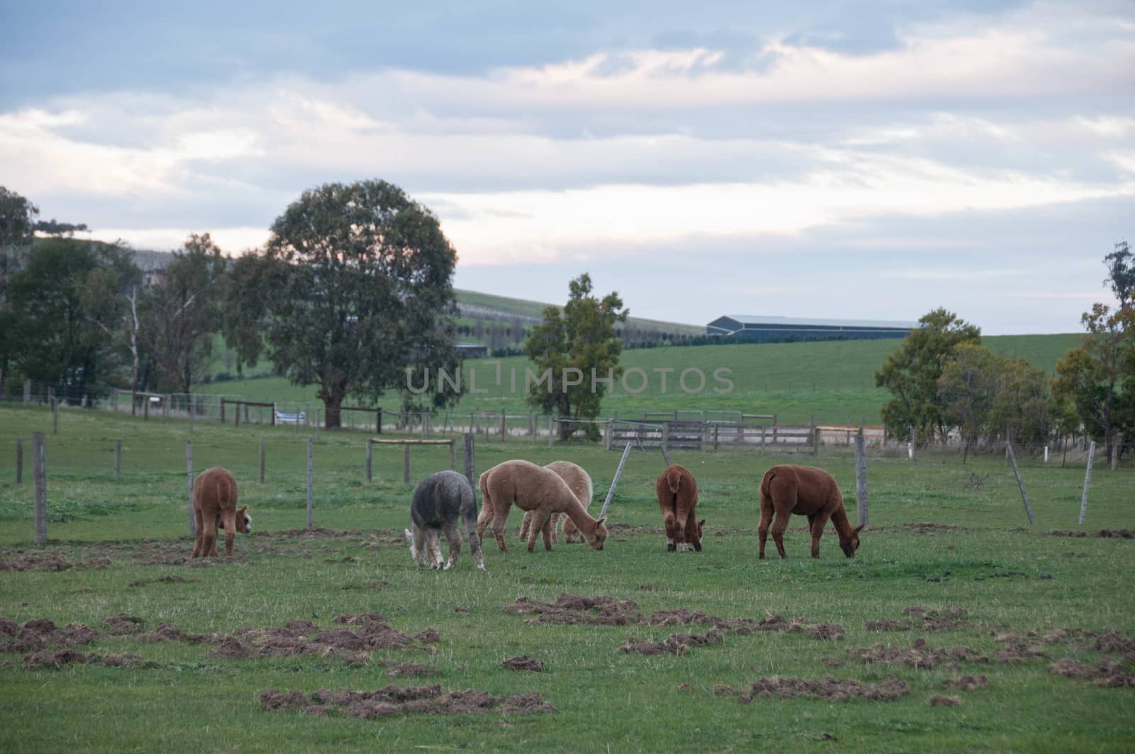 Brown and grey fluffy cute wild Alpaca walk and eat green grass  by eyeofpaul