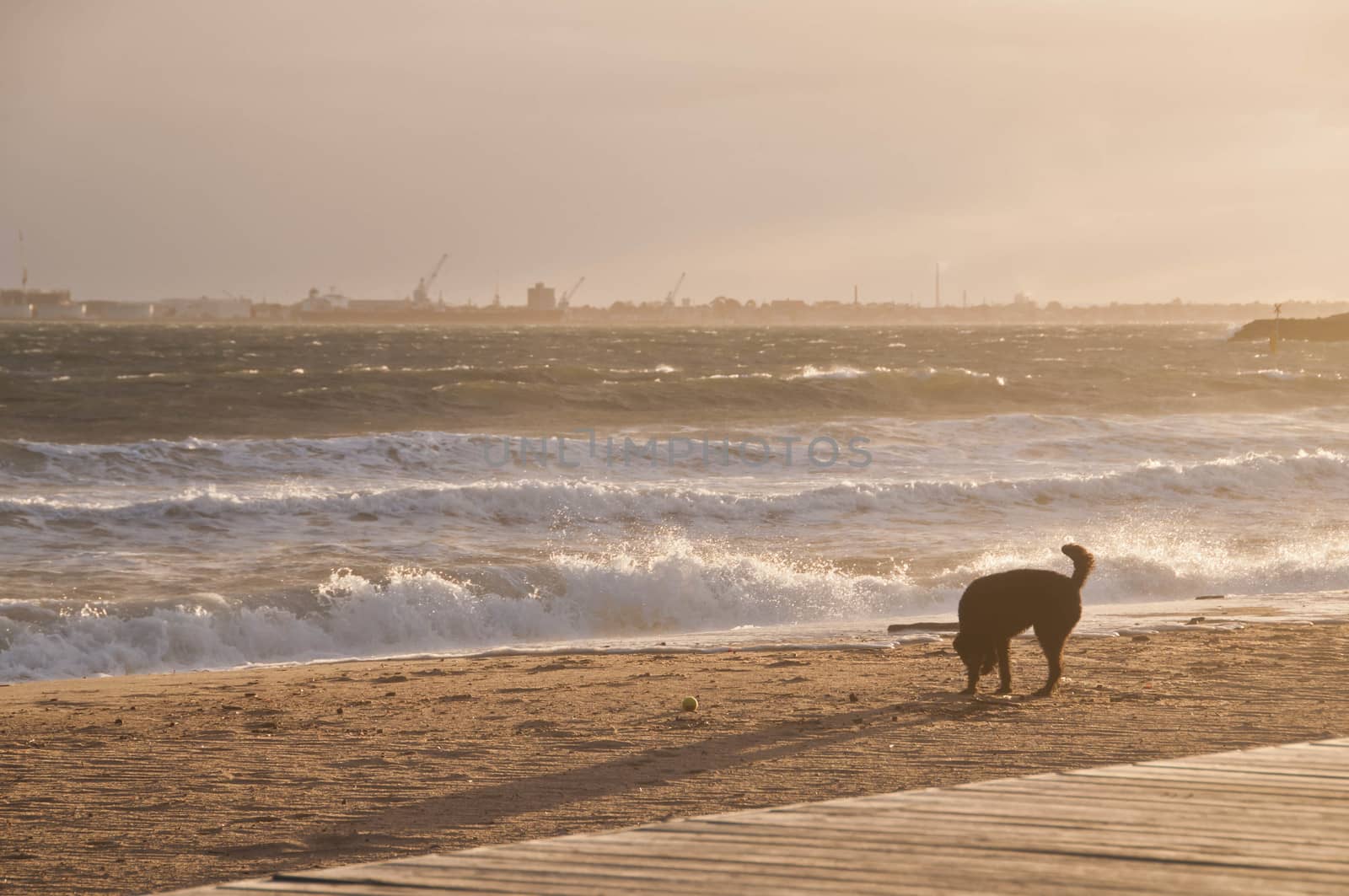 Black dog is enjoying happily on golden sand beach in the aftern by eyeofpaul