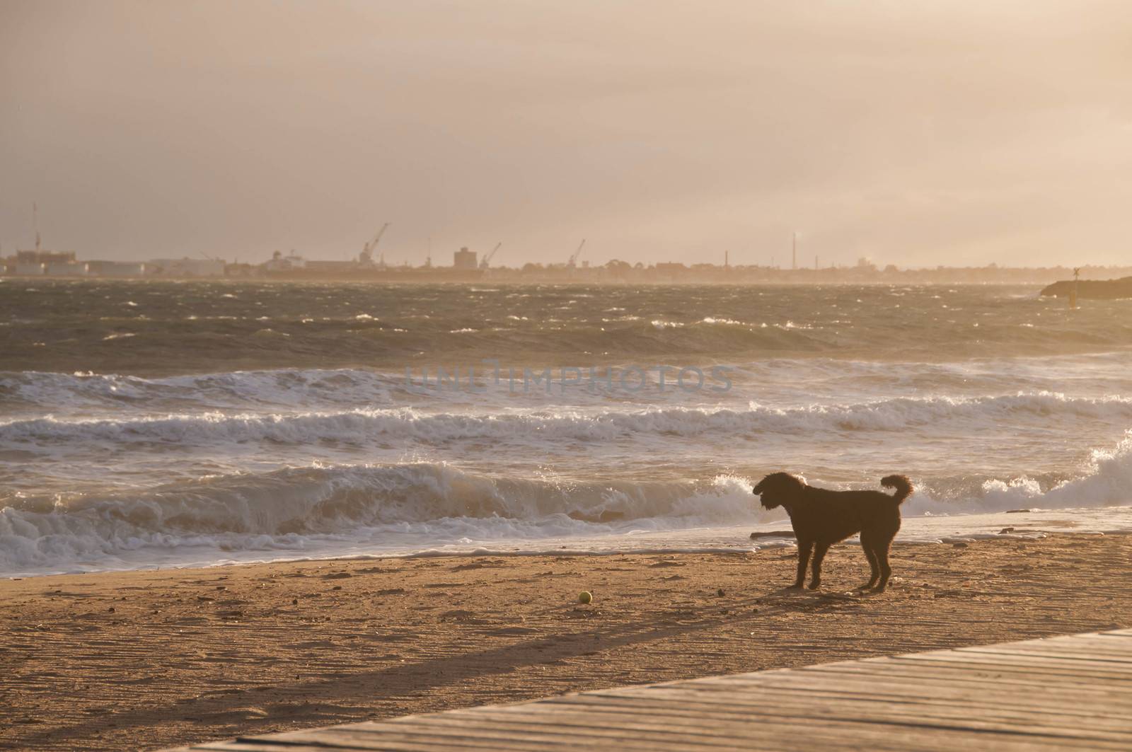 Black dog is enjoying happily on golden sand beach in the aftern by eyeofpaul