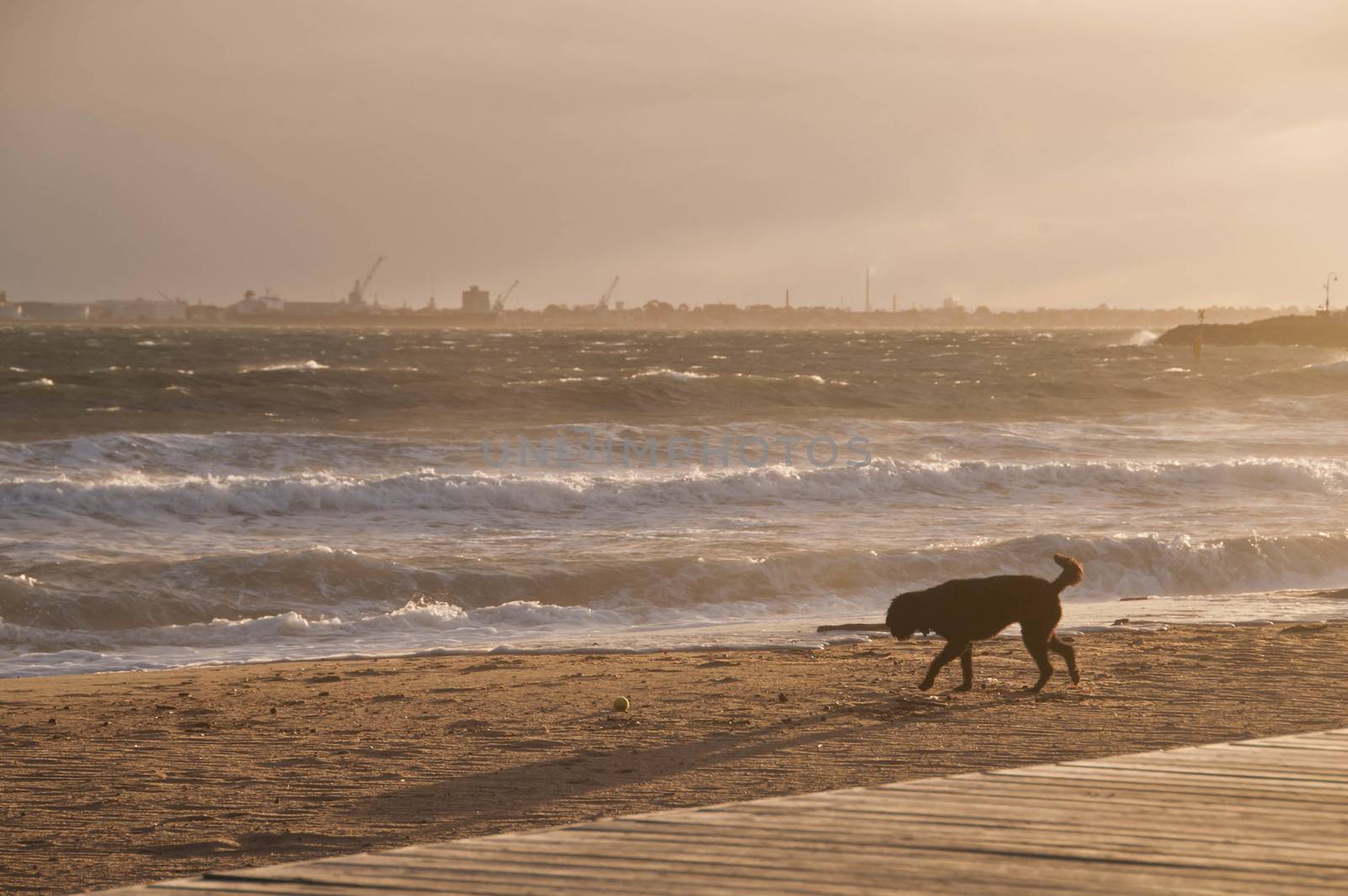 Black dog is enjoying happily on golden sand beach in the aftern by eyeofpaul