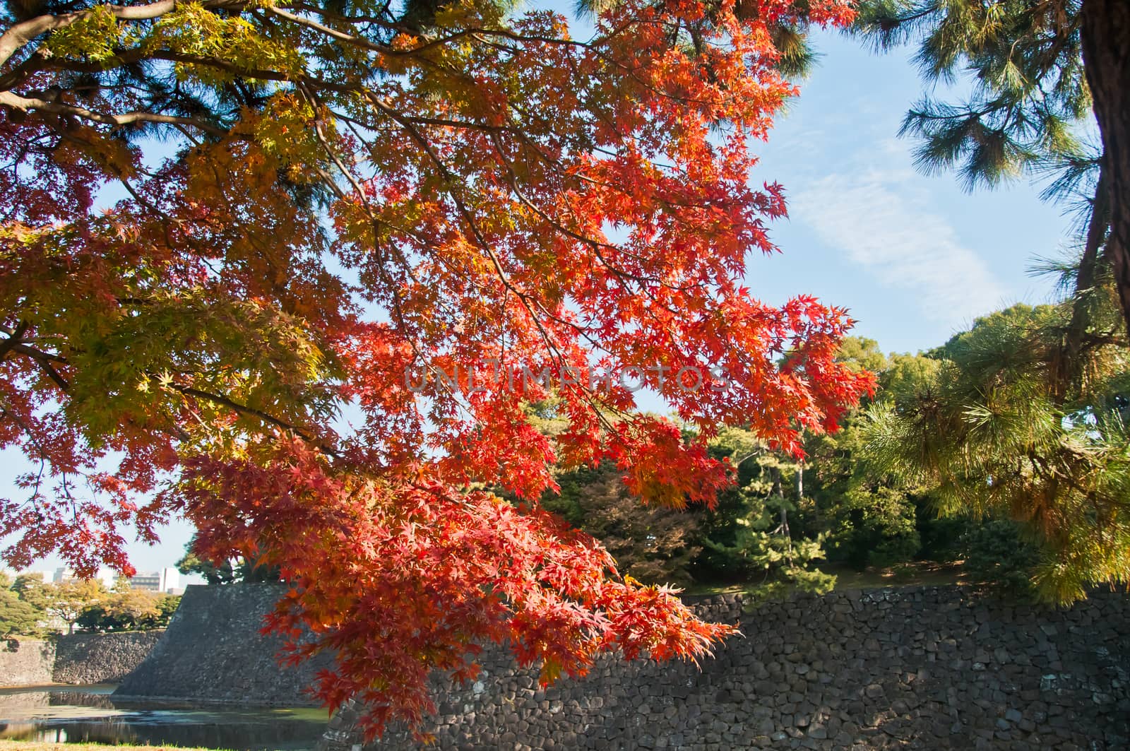 Foliage Autumn leaves in red orange yellow and green colour maple leaves in a sunny day in Tokyo Japan