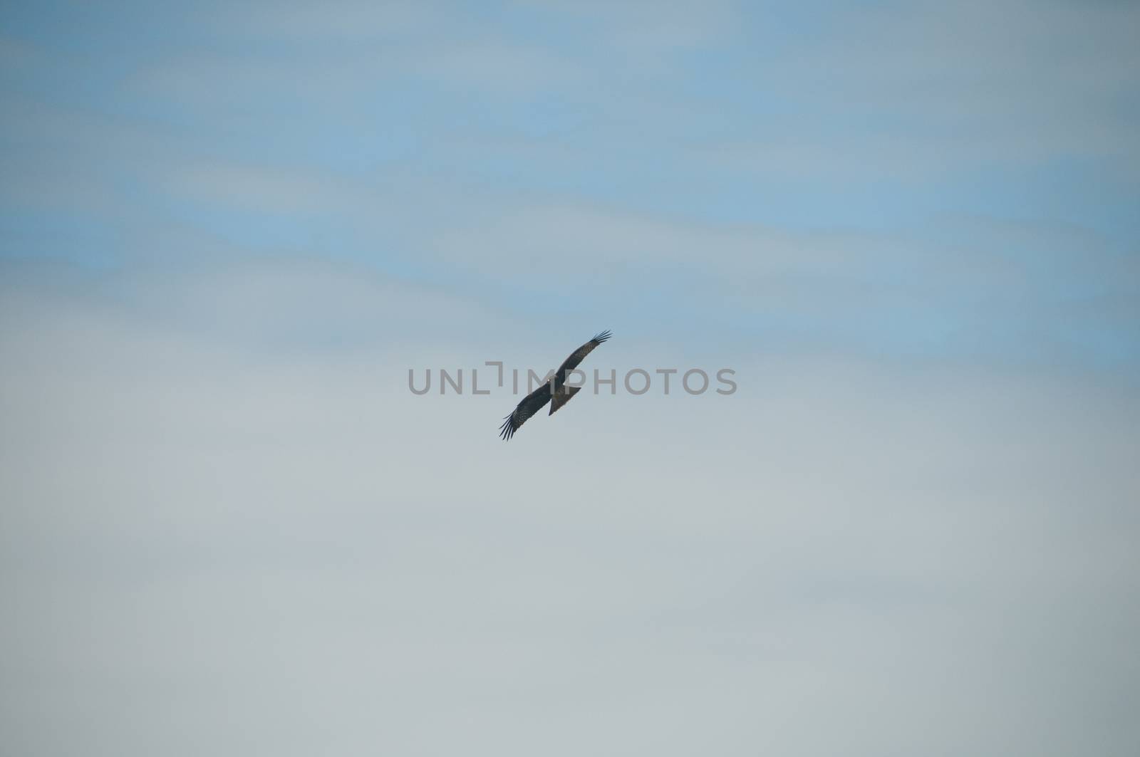 Brown wild Arab desert eagle hawk falcon (Peregrinus plumage) bird flying and spreading wings over blue sky