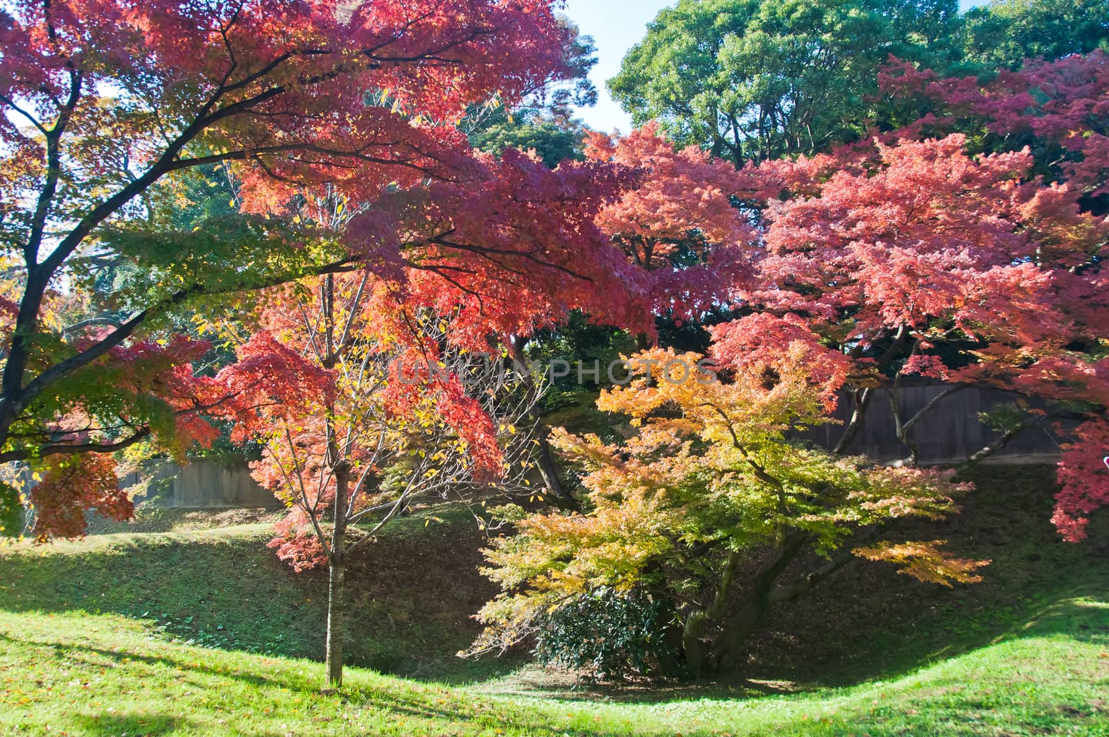 Foliage Autumn leaves in red orange yellow and green colour maple leaves in a sunny day in Tokyo Japan