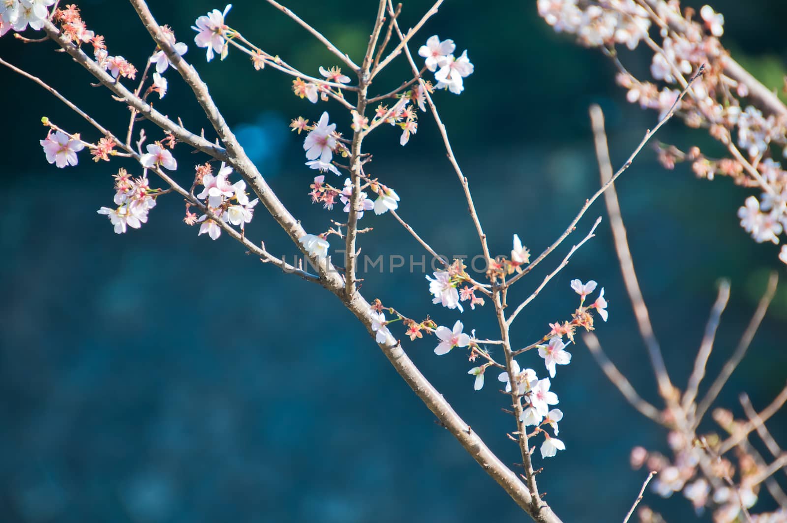 Bright shine beautiful cherry blossom Japanese Sakura blooms in  by eyeofpaul