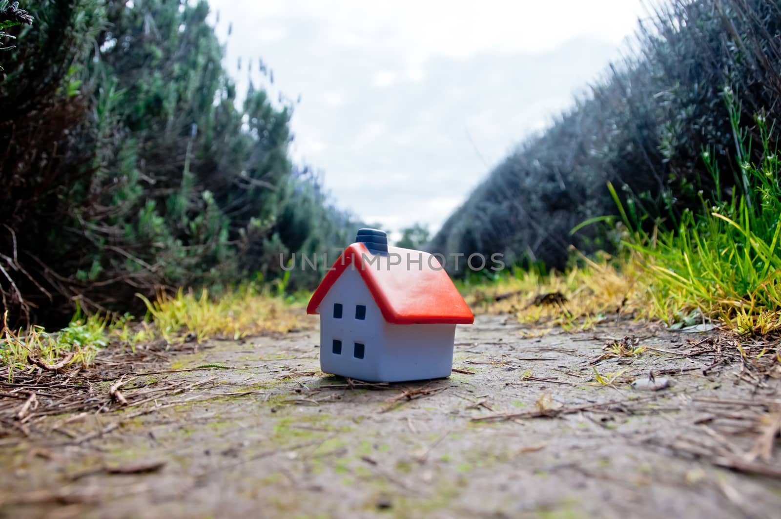 Small miniature house soft toy placed on lavender farm floor