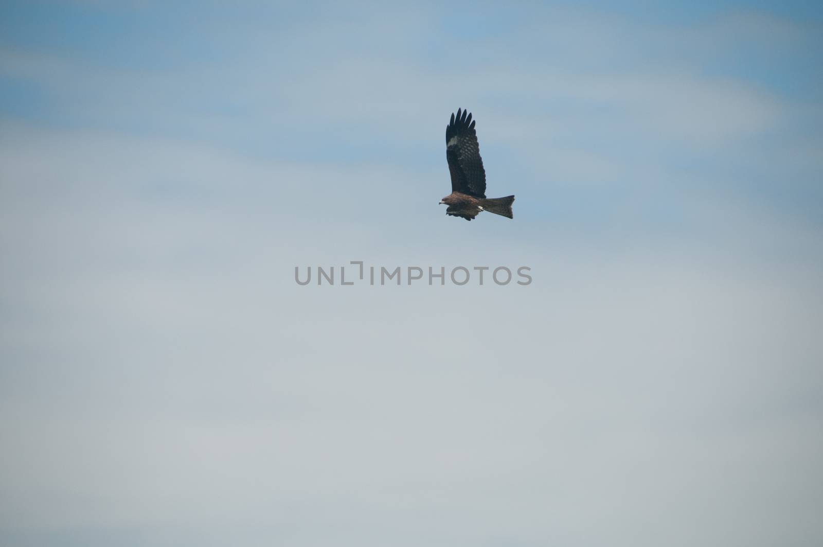 Brown wild Arab desert eagle hawk falcon (Peregrinus plumage) bird flying and spreading wings over blue sky