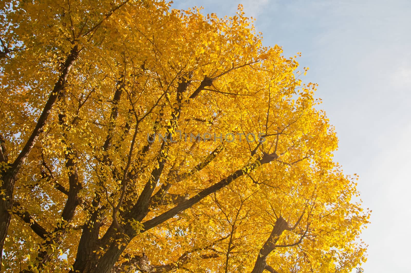 Golden leaves foliage ginkgo Maidenhair trees in late Autumn in Tokyo Japan