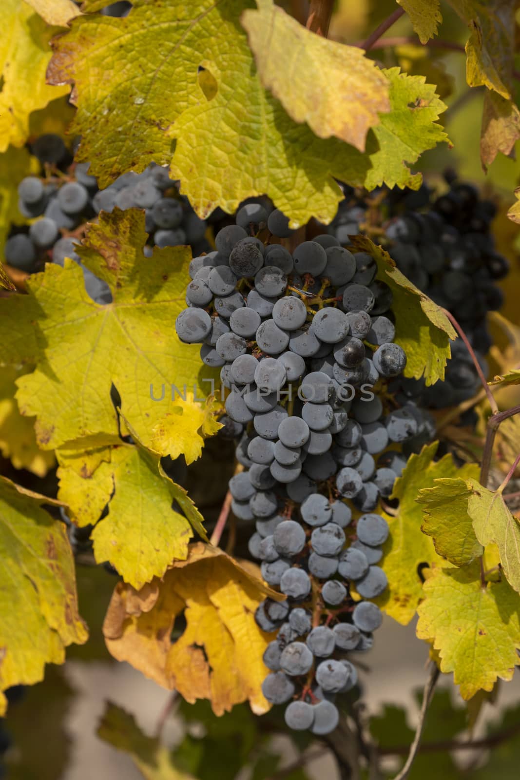 Unharvested grapes, in the autumnal vineyards of Campo de Borja, near the small town of Magallon, Aragon, Spain.